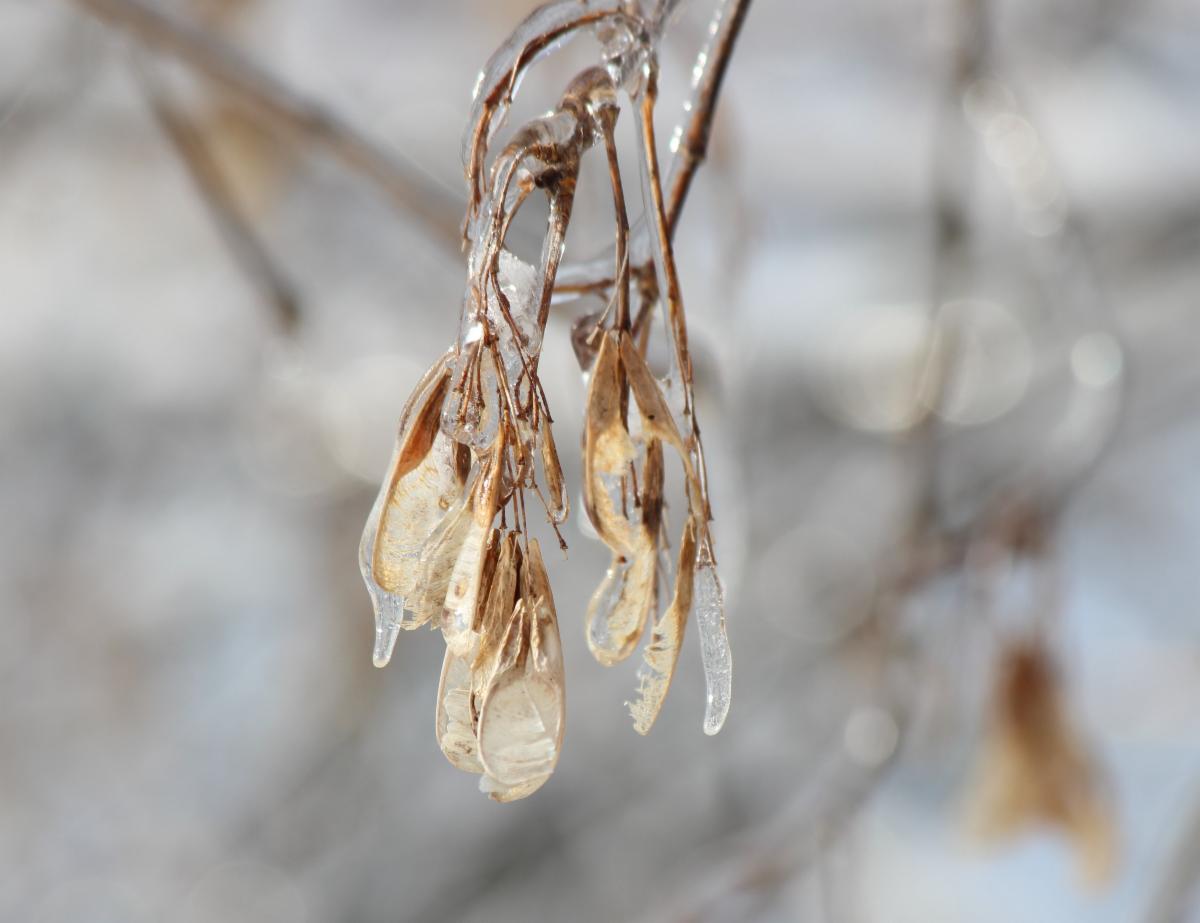 Boxelder Seeds
